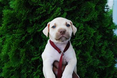 Puppies in NC
